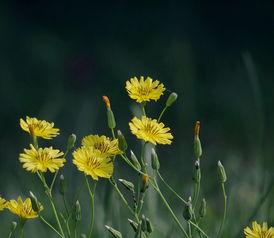 苦菜花 2004,岁月流转中的坚韧与希望