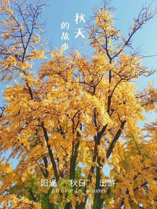 秋天的故事,岁月流转中的温馨记忆